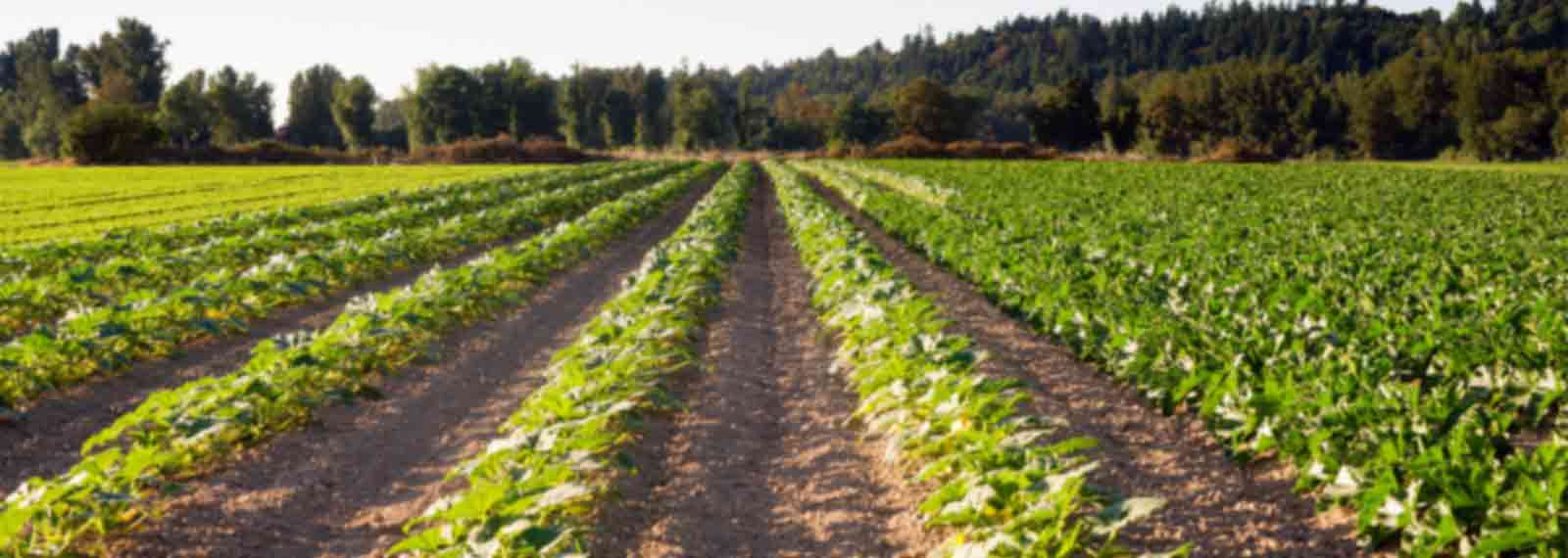 PANARAMITEE PASTORAL COMPANY PROPRIETARY LIMITED Company Profile